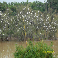 Mandagadde Bird Sanctuary