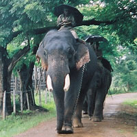 Sakrebailu Elephant Camp